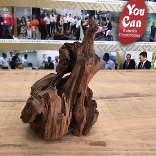 牛樟芝椴木子實體培養用牛樟木 擺件Ty90