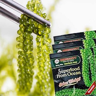 미국 아마존 베스트셀러 베트남 LONGEVITY 바다포도 120g 판매율1위 다낭 나트랑 푸꾸옥 냐짱 식자재마트 스시 참치 유부 초밥 재료 우미부도, 20개
