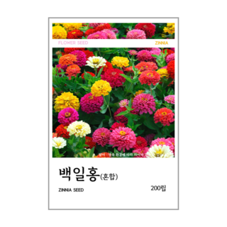 백일홍(혼합) 씨앗 200립, 1개