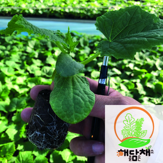 가시오이접목40포기(한판), 40개