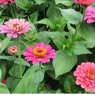 백일홍 씨앗 꽃씨 봄꽃 야생화 100립, 1세트