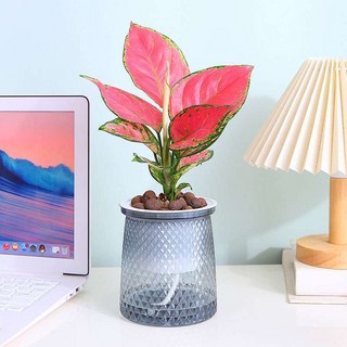 ai 자동급수 미니 데스크탑 감정표혀 로봇 스마트화분 토양분석 습도조절 인공지능 물, 1개, A_투명 그릇+내부 그물+면사 (10개)