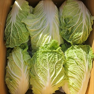달쿵 국내산 배추 알배추 알배기 쌈배추 25년, 1박스, 2kg