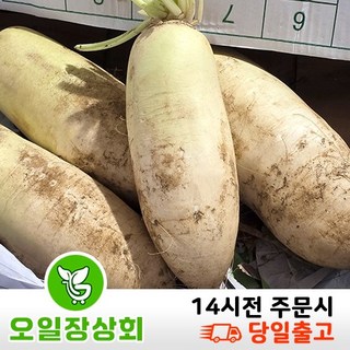(오일장 상회) 국내산 햇 무 무우 (크기랜덤) 5kg 10kg 15kg, 1박스