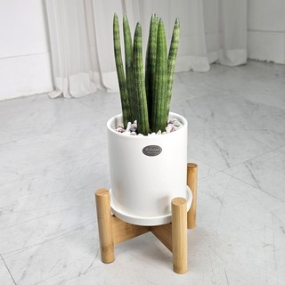 앤드플라워 택배발송우드스탠드+가이드책자+영양제 탁상용 선물용 미니공기정화식물 반려식물 실내 금전수 스투키 몬스테라 개업식 승진 선물 화분, 스투키37cm(우드), 1개