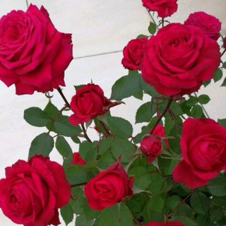 紅色蒙特羅莎7-8吋盆栽，丹麥玫瑰，花期長、適合新手、矮叢強健品種, 1個, 紅色