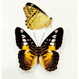 蟲新發現 蝴蝶標本A1 Parthenos sylvia butlerinus 未展翅乾貨 - 辦公室裝飾 收藏珍品, 1個