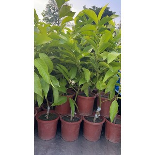 霏霏園藝白玉蘭七吋盆栽特價優惠中 清新香氣 提升居家品味, 1個