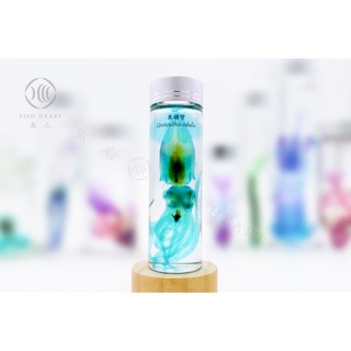 魚心標本藝術 透明生物標本 - 真鎖管 Uroteuthis edulis (大) 海洋生物標本 居家裝飾