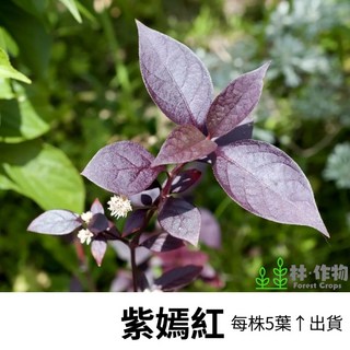 林作物 水草 現貨【紫嫣紅】耐水性 兩棲植物 水陸缸 苔蘚缸 戶外缸水草 水生植物 新手級 水草造景, 每份6株
