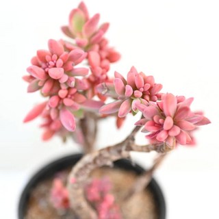 원종 프리티 다육이 아름다운 색감과 독특한 형태 실내 인테리어1-7, 1개, 청색