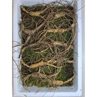 동의보감 장뇌삼 12년근 10뿌리 60 000원 택포 일반포장, 10g, 10개