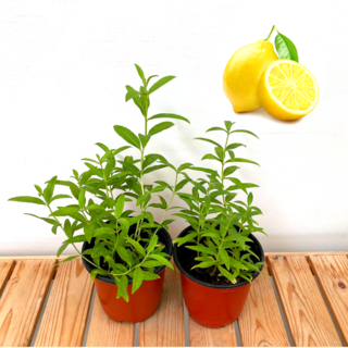 레몬향 레몬허브 레몬버베나1+1, 1개