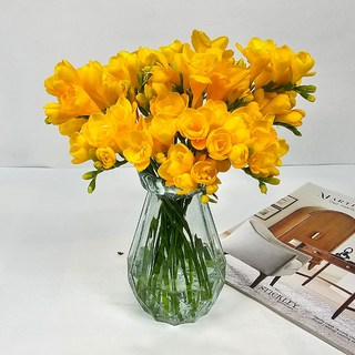 고급화병포함 앤드플라워 생화 프리지아 꽃배달, 프리지아 2단(20대)+고급화병