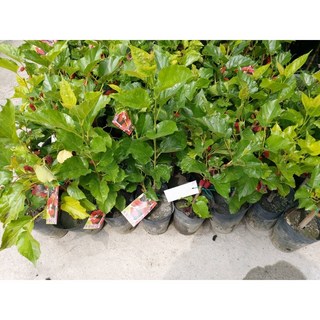 霏霏園藝 桑葚4吋盆栽 居家盆栽 陽台植物 新手推薦 健康水果, 1個