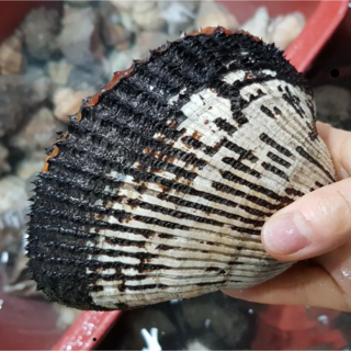 [남해직송] 국내산 제철 특대 피꼬막 피조개 당일조업 회 자숙 무침, 1개, 1kg