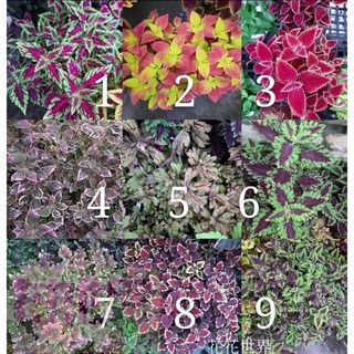 花花世界 彩葉草 觀葉植物 多年生草本 花期6-10月 4-5吋盆 高10-15cm, 1個