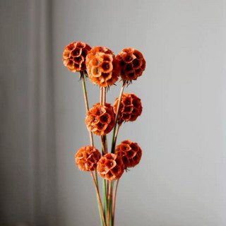 風車果 松蟲果 乾燥花 永生花 DIY花材 拍照道具 花束 居家裝飾, 復古橙（一支一球）