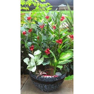 金錢樹盆栽 - 台北市花店：開幕榮升喬遷盆栽 高約60公分, 1個