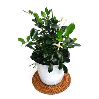 소예방 오렌지자스민 (중품) 자스민향기, 1개, 사진참조