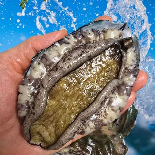 친절한이서방 왕특대 활전복 완도 전복 직거래, 1박스, (대) 8-9미 500g