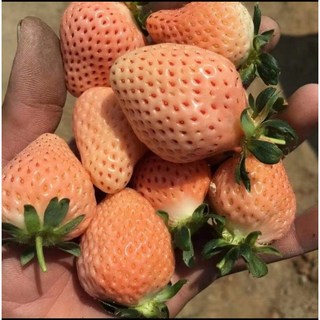 霏霏園藝粉紅草莓.4寸.80元, 1個, 粉紅草莓.4寸.80元
