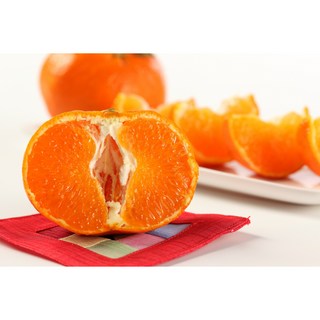 [타임초특가] 산지직송 제주도 고당도 레드향 16Brix, 1박스, 2kg 중과 (7과내외)