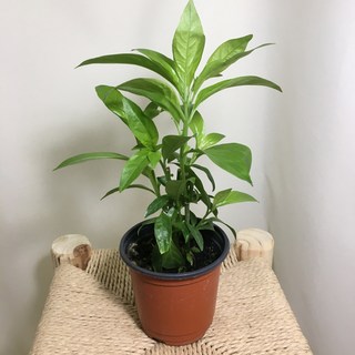 [해피그린 화원] 야래향 소형 야레향 야래향나무 야레향나무 야래향화분 모기퇴치식물 반려식물 공기정화식물 식물 049 화원 농원, 1개