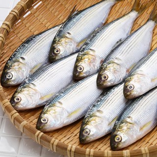 당일조업 자연산 가을전어 전어회 세꼬시 생물 전어 구이 냉동전어, 1개, 급냉 냉동전어500g(10미내외)