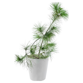 五葉松苗 (喬木植物), 綠色, 1個