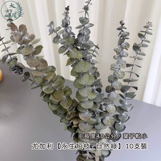大好屋 永生圓葉尤加利 長50-60CM 居家裝飾花材, 銅錢葉_尤加利【短枝_自然綠】大束裝