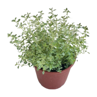 香草植物 檸檬百里香/斑葉百里香, 百里香, 1個