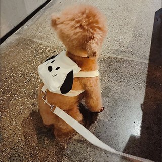 강아지 배낭 하네스 리드줄 소형견 애견용 외출 가방, 중소형 1.5-6kg 조절 가능, 사진색