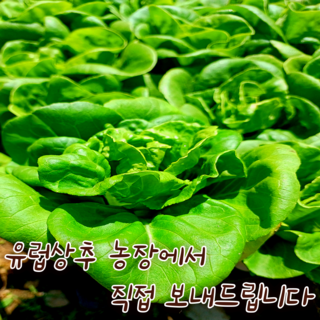 [아트플라워] 유럽상추 행사(네개보내드립니다) 유러피안샐러드 상추모종 대형상추모종, 4개