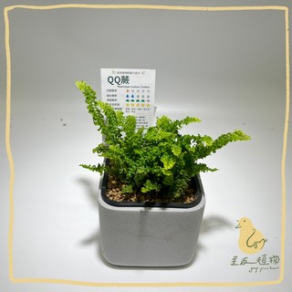 歪皮植物 QQ蕨 捲葉波斯頓腎蕨 觀葉植物 雨林植物 觀葉入門款 小品植物 室內植物 交換禮物 新手植物 辦公室植物, 1個, 不含照片中造型盆器