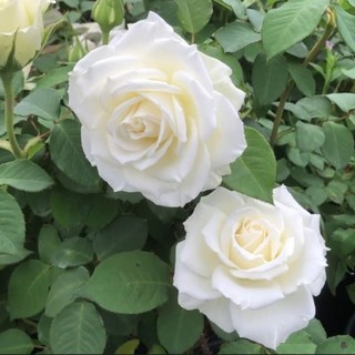 阿姆斯特丹7-8吋盆栽典雅白玫瑰：花朵碩大、高心型、四季開花、微香，新手推薦, 1件, 白色