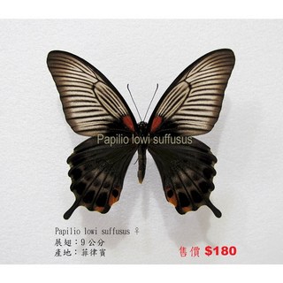 蝴蝶標本A1 Papilio lowi suffusus 展翅9CM 菲律賓產 昆蟲標本, 未展翅乾貨