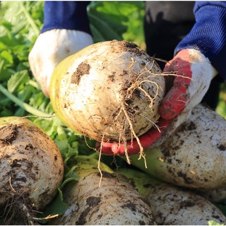 [초특가] 더좋은 국내산 무 무우, 1개, 3kg