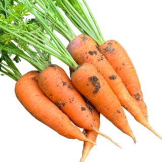 제주구좌 화산토 흙당근 다이어트 건강식, 1개, 3kg (상)