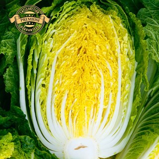 [프리미엄 강원도 고랭지 절임배추] 강원도 고랭지 절임 배추 농가 직접 수확 무르지 않는 절임 배추, 11월 22 (토요일) 도착, 1박스, 20kg