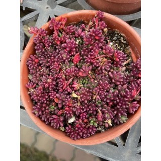 霏霏園藝多肉植物 多色可選 每個50元 居家辦公綠植盆栽, 1個