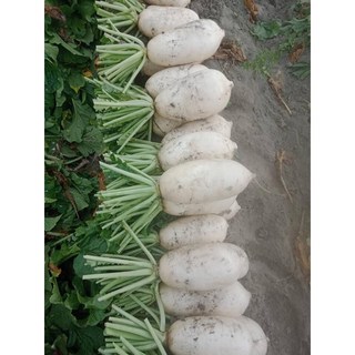 白玉蘿蔔整箱10台斤, 1個