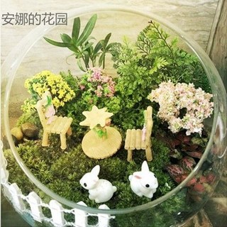 苔蘚微景觀斜口玻璃花瓶 苔蘚多肉DIY生態瓶 家居辦公桌綠植裝飾