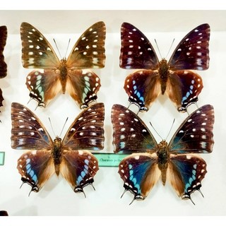 蟲新發現 蝴蝶標本A1 星帶雙尾蛺蝶 精美蝴蝶 昆蟲標本 居家擺飾, 未展翅乾貨