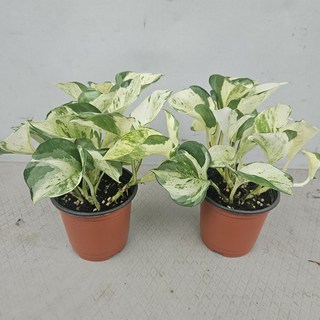 [부자농원] 오레우스 스킨답서스 2개 묶음