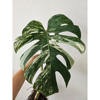 몬스테라 알보 보르시지아나, 1개