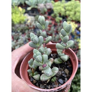 霏霏園藝 鹿角海棠 多肉植物 特價50元 盆栽, 1個