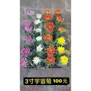 霏霏園藝宇宙菊3吋盆栽特價100元 色彩鮮豔易於照料 點綴您的居家空間