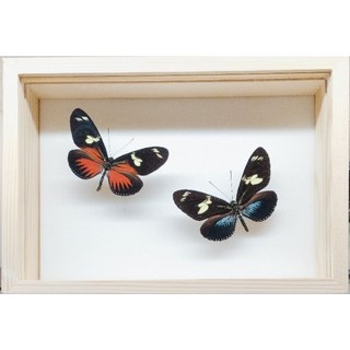 蝴蝶標本A1 展翅7CM 秘魯產 昆蟲標本