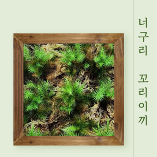 일본 너구리꼬리이끼 아주 건강한 이끼 테라리움 비바리움, 1개